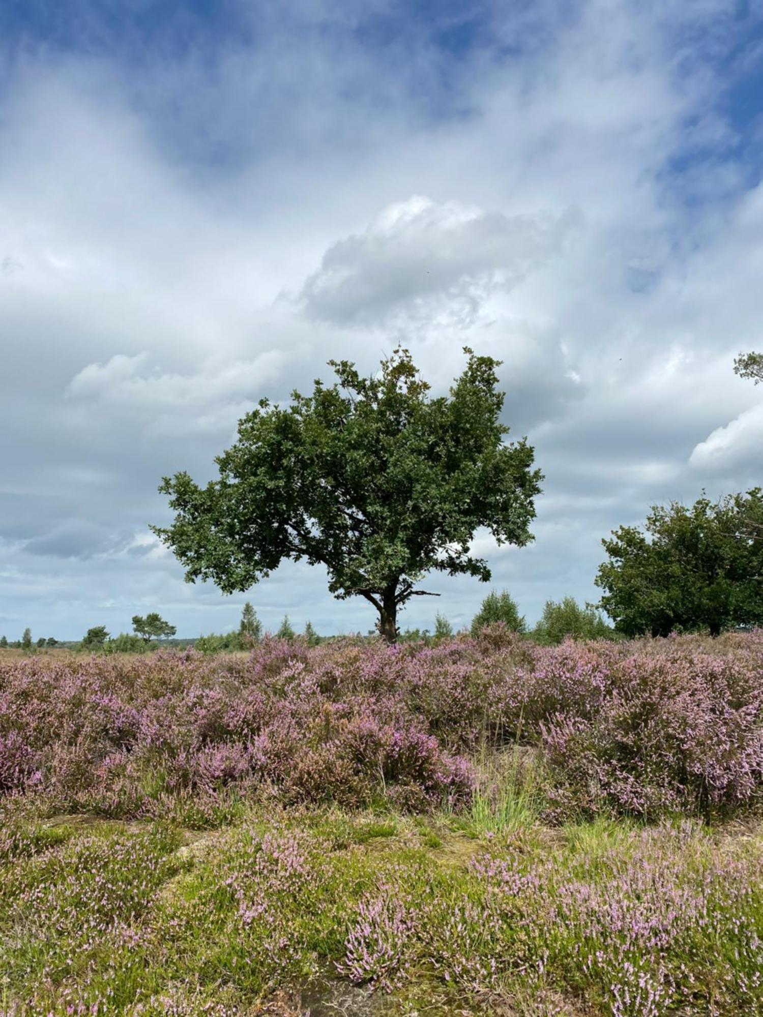 De Graslelie Apartment Schoten ภายนอก รูปภาพ